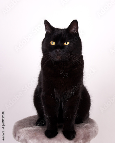 Fototapeta Naklejka Na Ścianę i Meble -  Black Cat Black cat with yellow eyes isolated on white