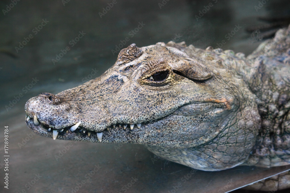 Obraz premium Caiman