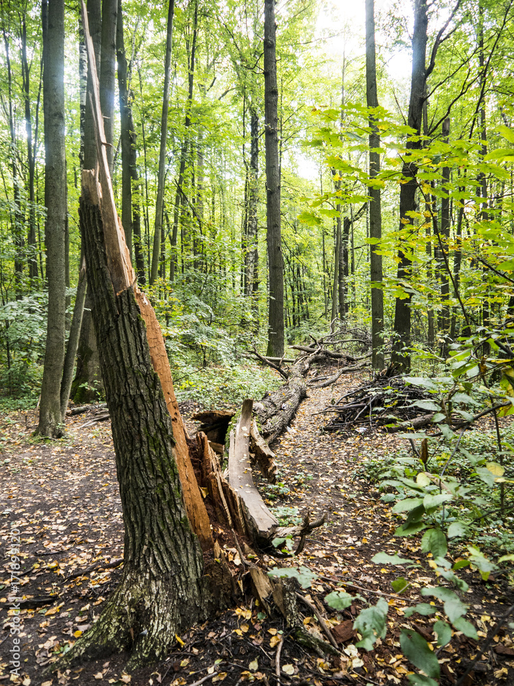Fototapeta premium Long fallen tree broken log in early autumn forest