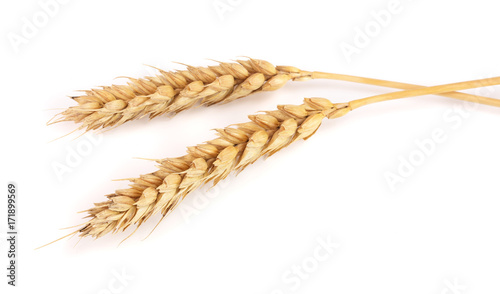 two ears of wheat isolated on white background. Top view