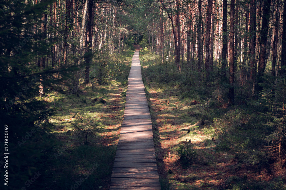 Obraz premium Sunlit Pine Forrest Path