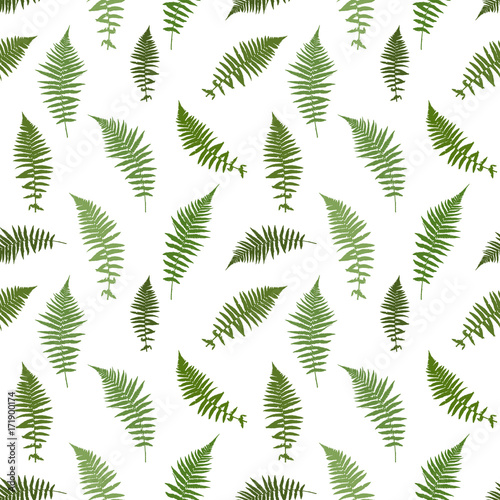 Fern Leaf Vector Background Illustration