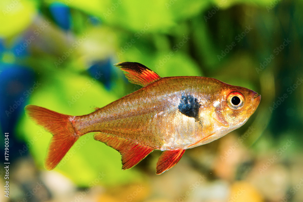 Tetra fish (Hyphessobrycon) in a aquarium Tetra fish (Hyphessobrycon) in a aquarium