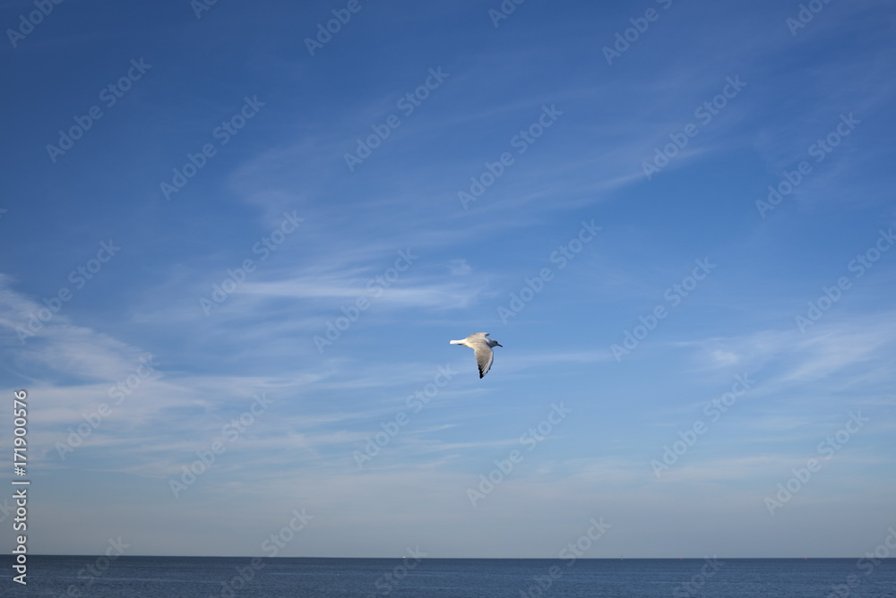 Fototapeta premium Seagull flying
