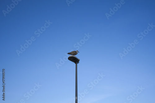 Seagull on the lamp post