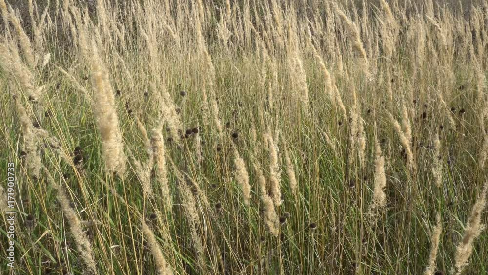 a beautiful field of Golden spikelets in a clear Sunny day. a beautiful field of Golden spikelets in a clear Sunny day.