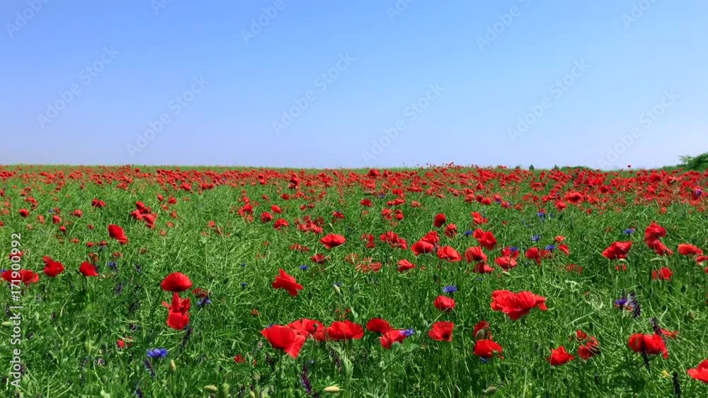 field with flowering red poppies and green stems against a blue clear sky spring day field with flowering red poppies and green stems against a blue clear sky spring day