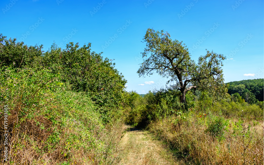 Countryside pathway Countryside pathway