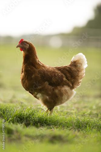 Hen