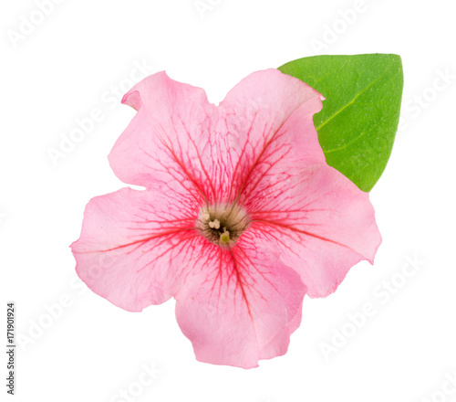 Fototapeta Naklejka Na Ścianę i Meble -  pink flower of petunia with green leaves isolated on white background