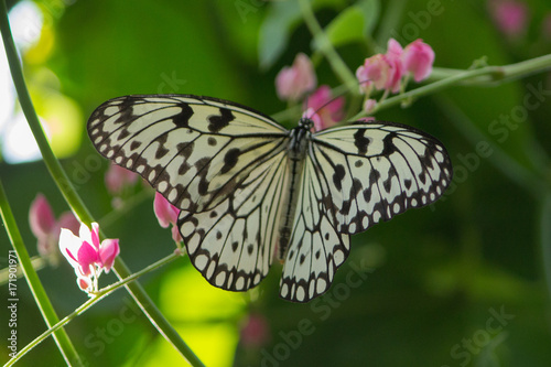 Black and white malabar tree-nymph butterfly with pink flowers
