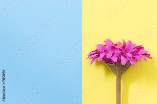 Flower flat lay on pastel background with copy space. Soft effect filter. Minimal concept.