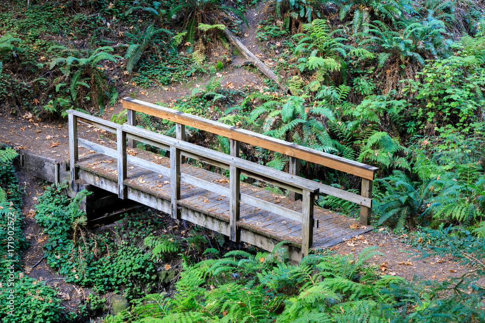 Wooden Bridge in Craig Britton Trail. Purisima Creek Redwoods Open Space Preserve, San Mateo County, California, USA.