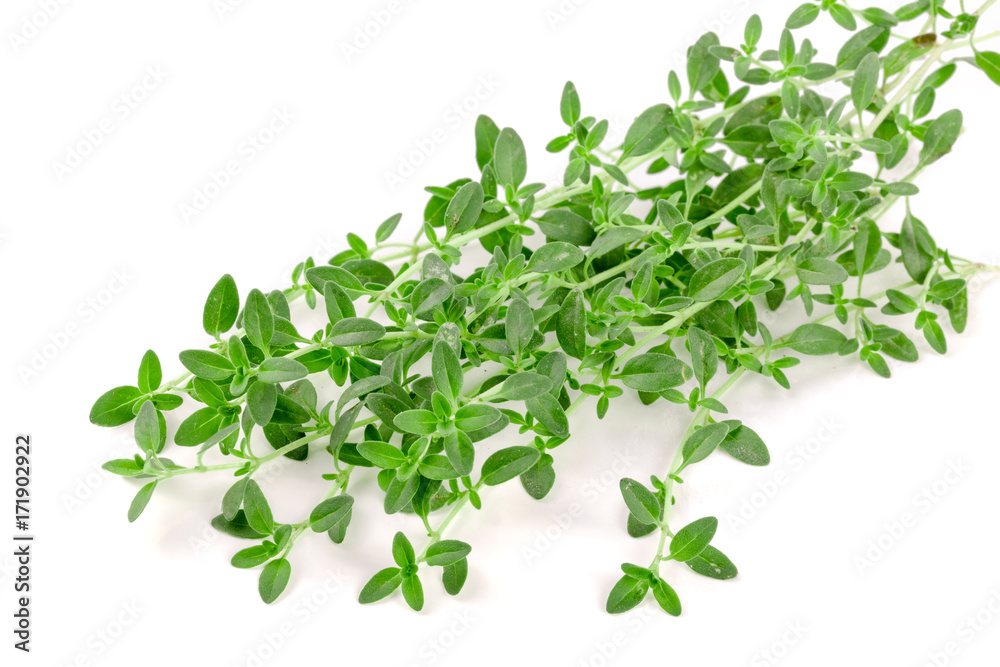 Fresh thyme spice isolated on white background Fresh thyme spice isolated on white background
