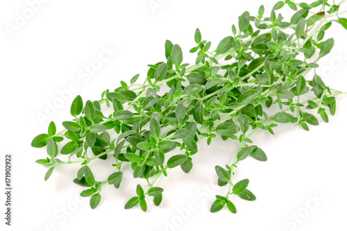 Fresh thyme spice isolated on white background