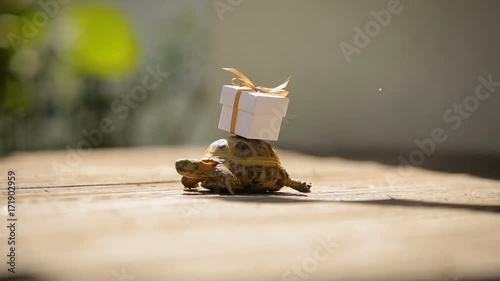 turtle bringing new fresh ideas and plans for the better future