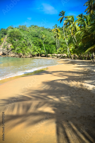 Shadows from the palm trees on a Caribbean beach