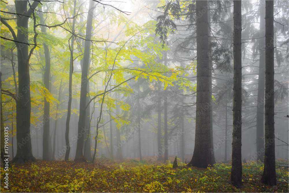 Naklejka premium Autumn yellow forest with white fog.
