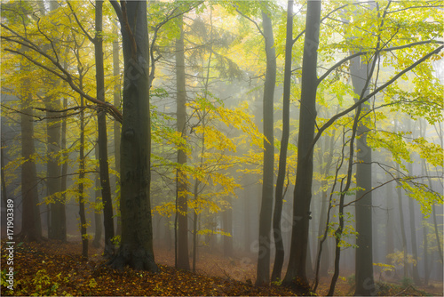 Autumn yellow forest with white fog.