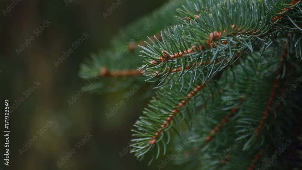 Green fir tree branch moving in the light wind breeze Green fir tree branch moving in the light wind breeze