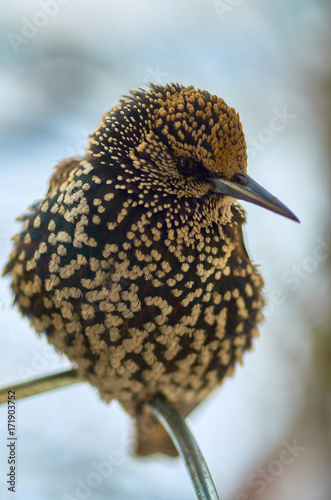 The beauty of Starling bird 