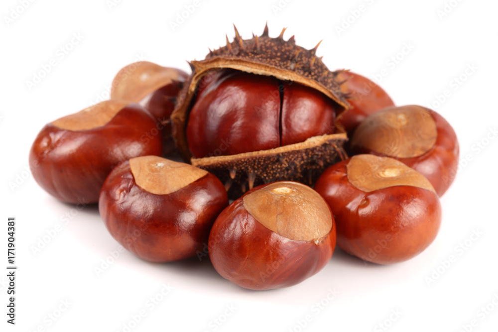 chestnut isolated on white background closeup chestnut isolated on white background closeup