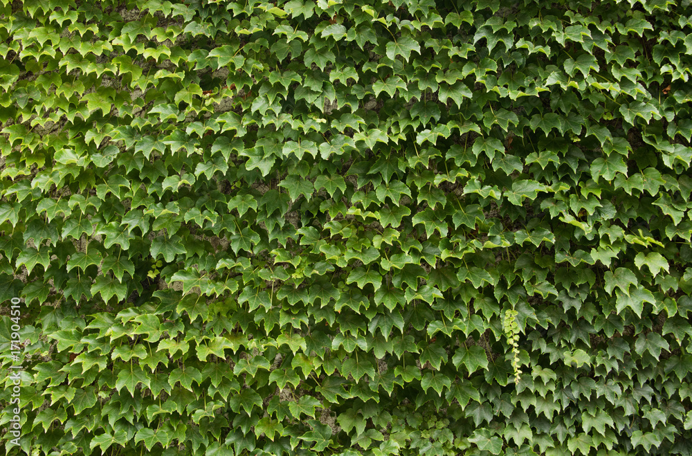 Ivy Background with Vertical Tendril