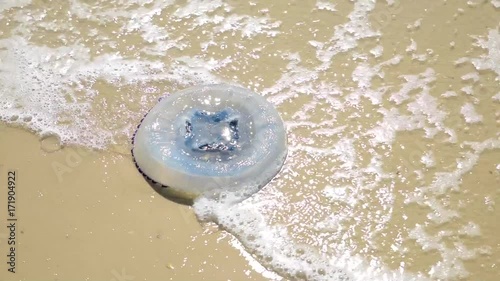 white jellyfish thrown out of the sea on a sandy beach, summer sunny day
