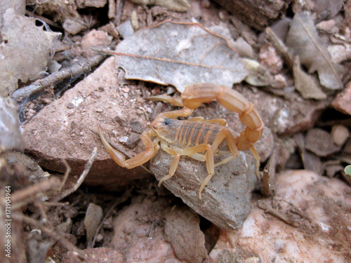 closeup of an european scorpion  Buthus