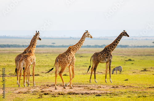 Giraffes in safari park