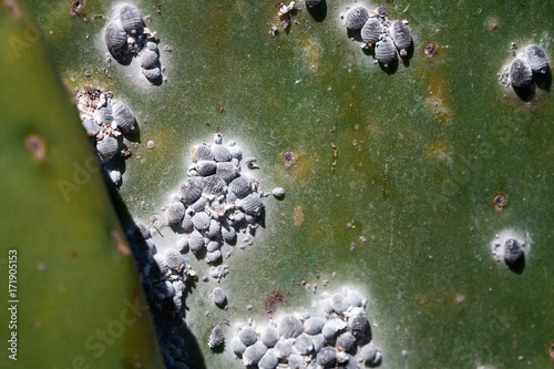 Closeup cochineal Dactylopidae insects of a cactus tree photo