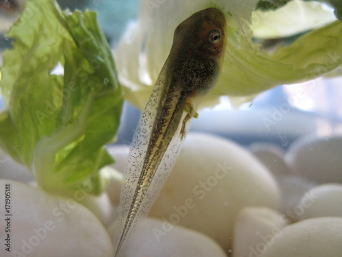 closeup of an tadpole
