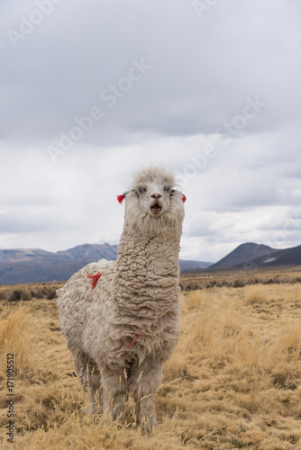 Portrait ща surprised llama