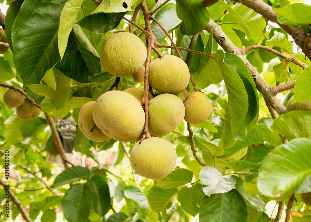 Santol fruits on tree in the garden