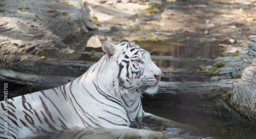 white tiger on nature background