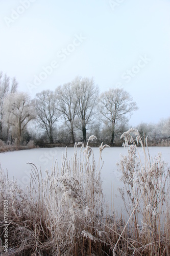 Frosted reed grass