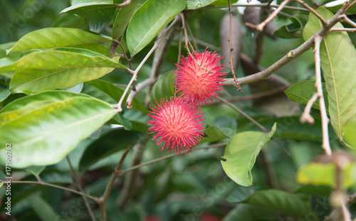 Fresh rambutan  fruit on the tree in the garden , kamphaengphet , thailand