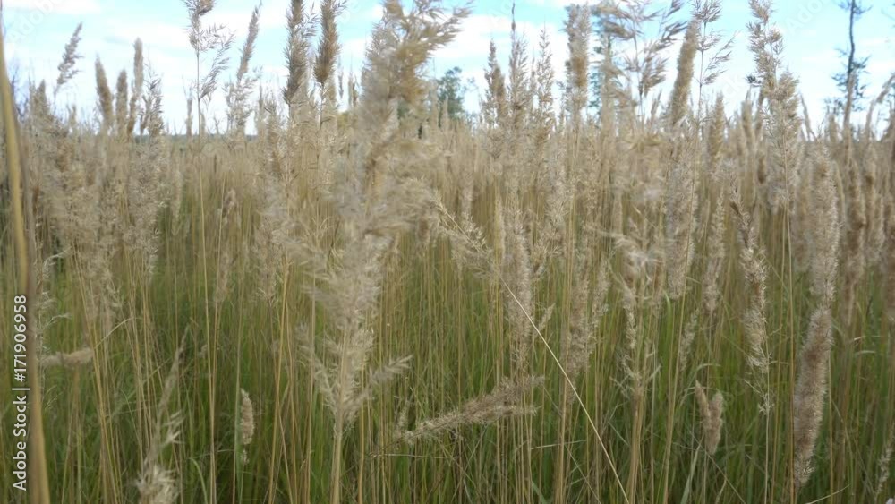 a beautiful field of Golden spikelets in a clear Sunny day. a beautiful field of Golden spikelets in a clear Sunny day.