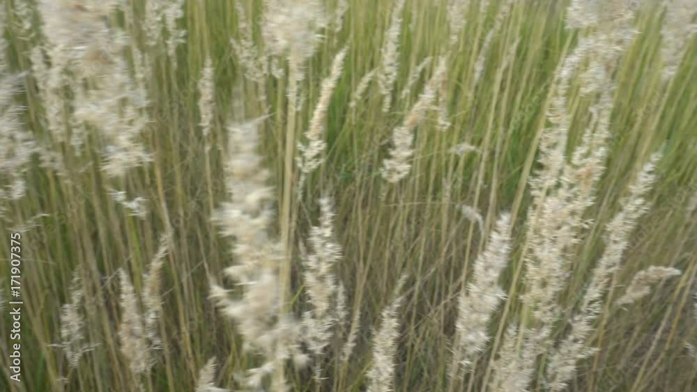 a beautiful field of Golden spikelets in a clear Sunny day. a beautiful field of Golden spikelets in a clear Sunny day.