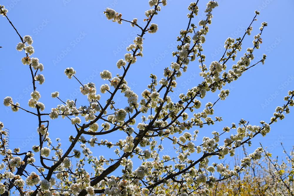 Cherry blossom at Jerte Valley, Cerezos en flor Valle del Jerte. Cherry blossom flowers are in bloom. Cherry blossom at Jerte Valley, Cerezos en flor Valle del Jerte. Cherry blossom flowers are in bloom.