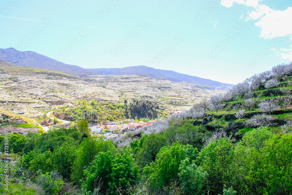 Obraz premium Cherry blossom at Jerte Valley, Cerezos en flor Valle del Jerte. Cherry blossom flowers are in bloom.