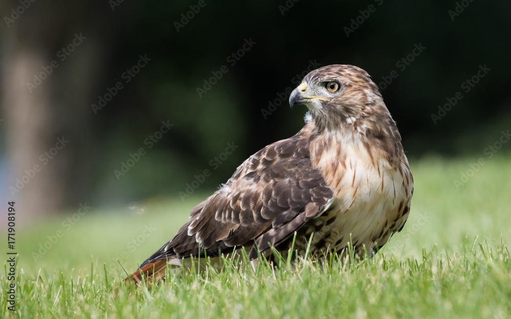 Fototapeta premium Red Tailed Hawk