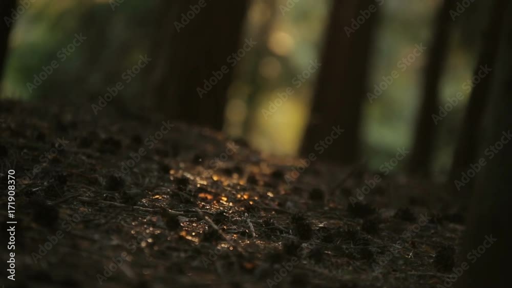 insects swarming in the stream of sun on the grass, crop canopy