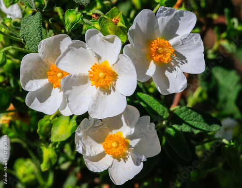 White rockrose flower in Mediterranean spring  Cistus salviifolius  common names sage-leaved rock-rose  salvia cistus or Gallipoli rose  perennial ligneous plant of the family Cistaceae.