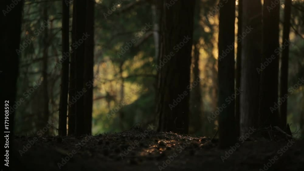 mysterious forest spewed iridescent in the sunlight