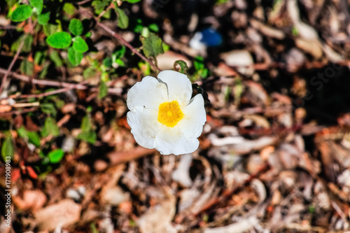 White rockrose flower in Mediterranean spring, Cistus salviifolius, common names sage-leaved rock-rose, salvia cistus or Gallipoli rose, perennial ligneous plant of the family Cistaceae. photo