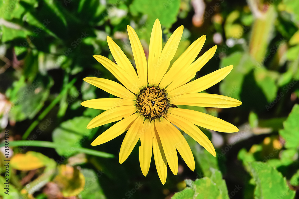 Wild spring flower in nature with natural background Wild spring flower in nature with natural background