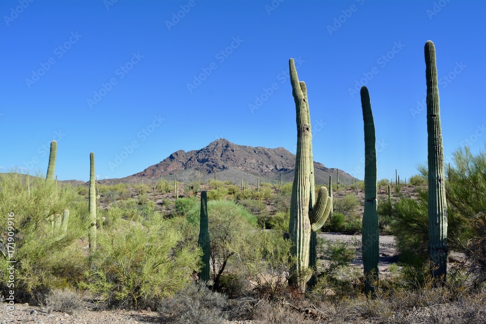 Ajo Arizona Desert Landscape