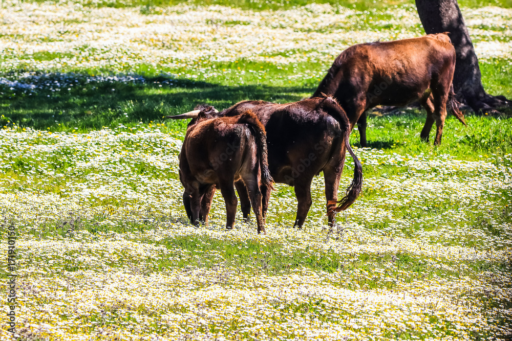 Bull and bull calf in Spanish landscape with meadows and daisies Bull and bull calf in Spanish landscape with meadows and daisies