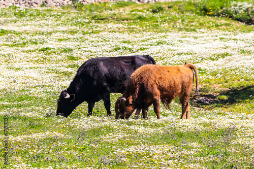 Bull and bull calf in Spanish landscape with meadows and daisies